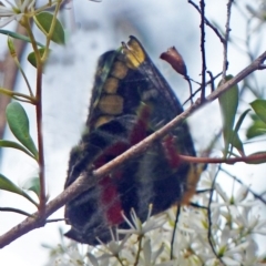 Delias harpalyce (Imperial Jezebel) at Tidbinbilla Nature Reserve - 4 Feb 2011 by galah681