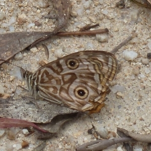 Geitoneura acantha at Paddys River, ACT - 5 Mar 2011 12:51 PM