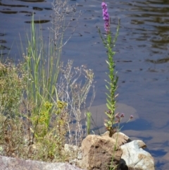 Lythrum salicaria (Purple Loosestrife) at Uriarra Village, ACT - 9 Jan 2015 by galah681