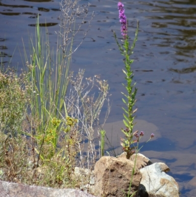 Lythrum salicaria (Purple Loosestrife) at Cotter Reserve - 8 Jan 2015 by galah681