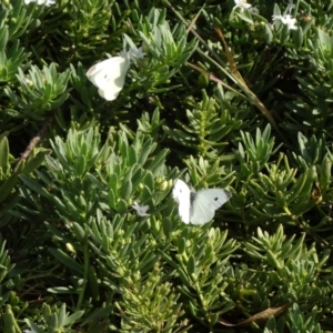 Pieris rapae at Molonglo Valley, ACT - 12 Mar 2015 08:41 AM