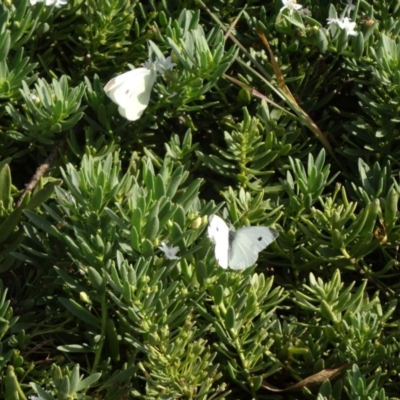 Pieris rapae (Cabbage White) at Sth Tablelands Ecosystem Park - 11 Mar 2015 by galah681