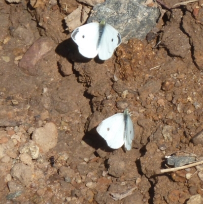 Pieris rapae (Cabbage White) at Molonglo Valley, ACT - 13 Mar 2011 by galah681