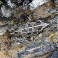 Limnodynastes tasmaniensis (Spotted Grass Frog) at Sth Tablelands Ecosystem Park - 25 Feb 2015 by galah681