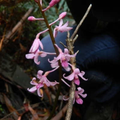 Dipodium roseum (Rosy Hyacinth Orchid) at Lower Cotter Catchment - 6 Jan 2016 by ArcherCallaway