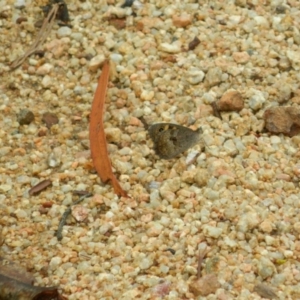 Geitoneura klugii at Cotter River, ACT - 6 Jan 2016