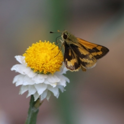 Ocybadistes walkeri (Green Grass-dart) at Acton, ACT - 22 Dec 2015 by SuziBond