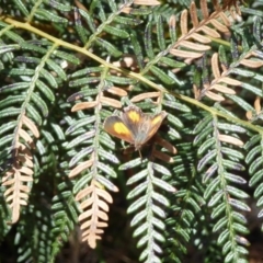 Paralucia aurifera (Bright Copper) at Tidbinbilla Nature Reserve - 18 Nov 2012 by galah681
