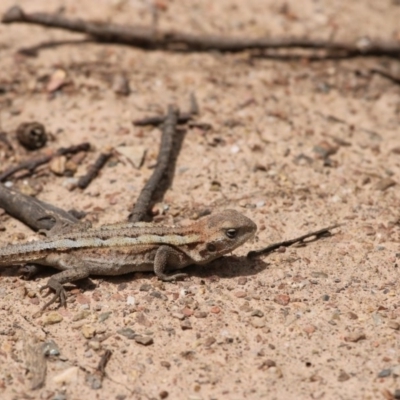 Rankinia diemensis (Mountain Dragon) at Mount Clear, ACT - 10 Nov 2015 by SuziBond