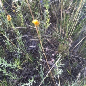 Chrysocephalum apiculatum at Cooma, NSW - 7 Jan 2016 08:12 PM