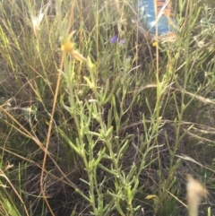 Chrysocephalum apiculatum at Cooma, NSW - 7 Jan 2016 08:12 PM