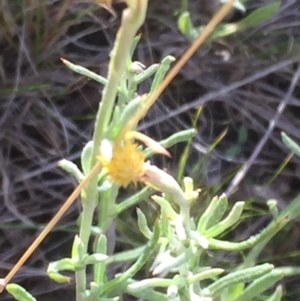 Chrysocephalum apiculatum at Cooma, NSW - 7 Jan 2016 08:12 PM