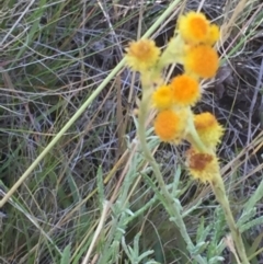 Chrysocephalum apiculatum at Cooma, NSW - 7 Jan 2016 08:12 PM