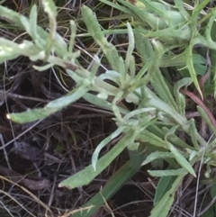 Chrysocephalum apiculatum at Cooma, NSW - 7 Jan 2016 08:12 PM