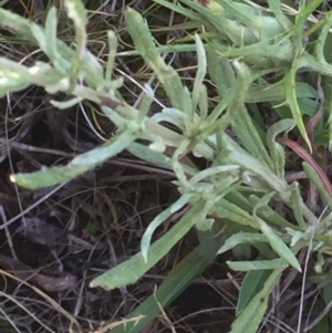 Chrysocephalum apiculatum at Cooma, NSW - 7 Jan 2016