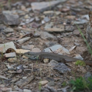 Liopholis whitii at Mount Clear, ACT - 10 Nov 2015 12:00 AM