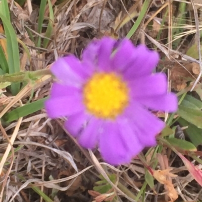 Calotis scabiosifolia var. integrifolia (Rough Burr-daisy) at Rendezvous Creek, ACT - 7 Jan 2016 by jackfrench