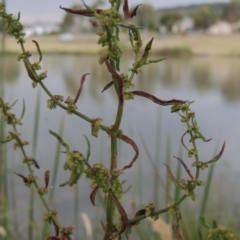Rumex conglomeratus (Clustered Dock) at Gordon, ACT - 6 Dec 2015 by michaelb