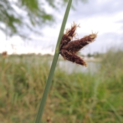 Schoenoplectus pungens (Common Three-Square) at Gordon, ACT - 6 Dec 2015 by michaelb