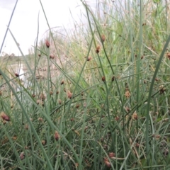 Schoenoplectus pungens at Gordon, ACT - 6 Dec 2015