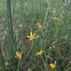 Ranunculus papulentus (Large River Buttercup) at Point Hut Pond - 6 Dec 2015 by michaelb