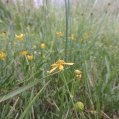 Ranunculus papulentus at Gordon, ACT - 6 Dec 2015 06:22 PM