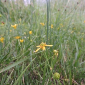 Ranunculus papulentus at Gordon, ACT - 6 Dec 2015