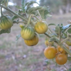 Solanum cinereum (Narrawa Burr) at Hackett, ACT - 6 Jan 2016 by waltraud