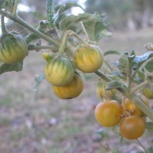 Solanum cinereum at Hackett, ACT - 7 Jan 2016 12:00 AM