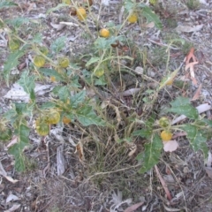 Solanum cinereum at Hackett, ACT - 7 Jan 2016