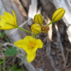 Bulbine bulbosa (Golden Lily, Bulbine Lily) at Mount Fairy, NSW - 25 Oct 2015 by JanetRussell