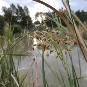 Schoenoplectus tabernaemontani at Gordon, ACT - 6 Dec 2015