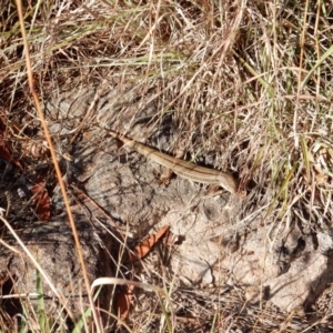 Ctenotus robustus at Latham, ACT - 9 Jan 2016