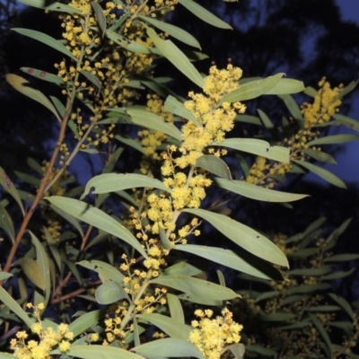 Acacia rubida (Red-stemmed Wattle, Red-leaved Wattle) at Tharwa, ACT - 26 Aug 2014 by michaelb