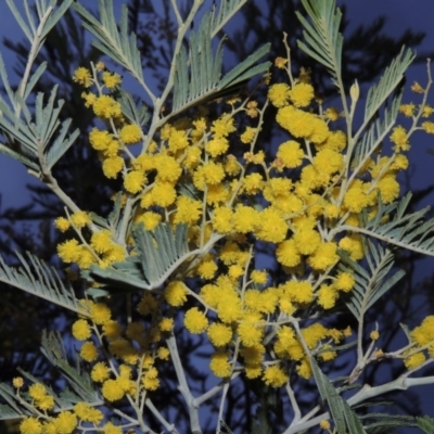 Acacia dealbata (Silver Wattle) at Point Hut to Tharwa - 26 Aug 2014 by michaelb