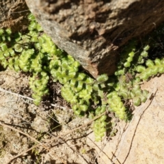 Pleurosorus rutifolius (Blanket Fern) at Rob Roy Range - 30 Aug 2014 by AaronClausen