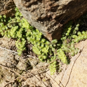 Asplenium subglandulosum at Conder, ACT - 30 Aug 2014