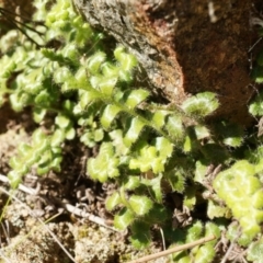 Asplenium subglandulosum at Conder, ACT - 30 Aug 2014