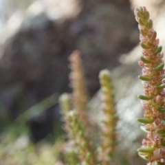 Crassula sieberiana (Austral Stonecrop) at Conder, ACT - 30 Aug 2014 by AaronClausen