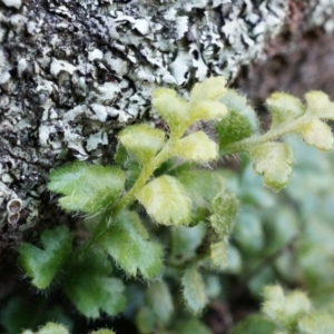 Asplenium subglandulosum at Conder, ACT - 30 Aug 2014 03:22 PM