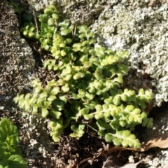 Pleurosorus rutifolius (Blanket Fern) at Rob Roy Range - 30 Aug 2014 by AaronClausen