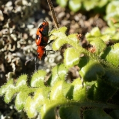 Asplenium subglandulosum at Conder, ACT - 30 Aug 2014