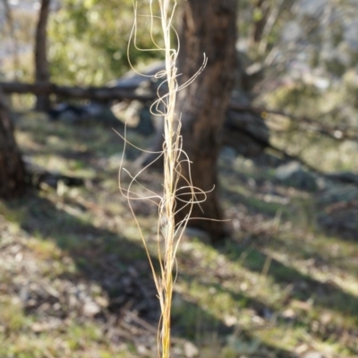 Austrostipa scabra subsp. falcata (Rough Spear-grass) at Conder, ACT - 30 Aug 2014 by AaronClausen