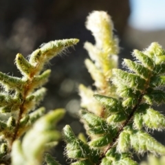 Cheilanthes distans (Bristly Cloak Fern) at Conder, ACT - 30 Aug 2014 by AaronClausen