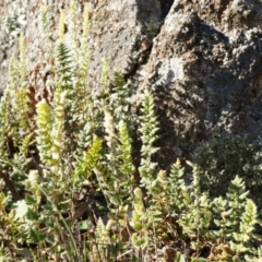 Cheilanthes distans at Conder, ACT - 30 Aug 2014 03:36 PM