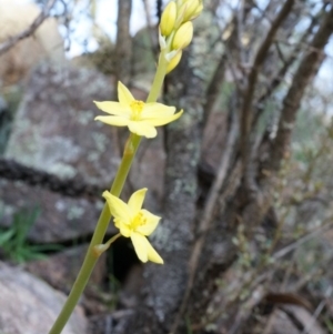 Bulbine glauca at Conder, ACT - 30 Aug 2014