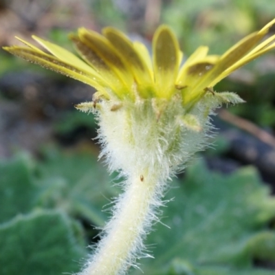 Cymbonotus sp. (preissianus or lawsonianus) (Bears Ears) at Rob Roy Range - 30 Aug 2014 by AaronClausen