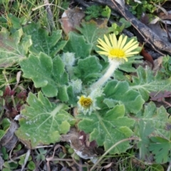 Cymbonotus sp. (preissianus or lawsonianus) at Conder, ACT - 30 Aug 2014 03:38 PM