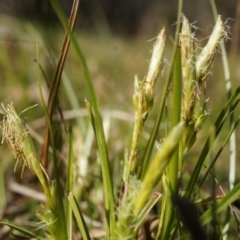 Carex breviculmis (Short-Stem Sedge) at Rob Roy Range - 30 Aug 2014 by AaronClausen