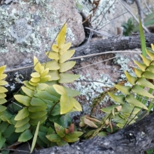 Pellaea calidirupium at Conder, ACT - 30 Aug 2014 04:01 PM